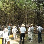 松林の枝の整理