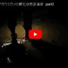 大分県杵築市アカウミガメの孵化の動画part2